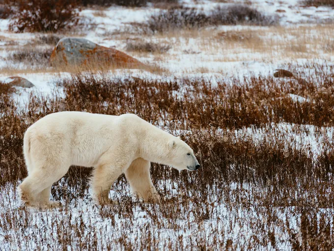 A large white polar bear walking against a brown backdrop with patches of snow.
