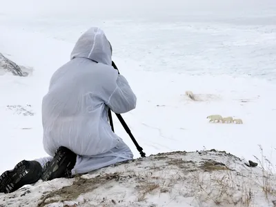 A member of the polar bear patrol team sits on top of a tall snowy hill and observes three polar bears walking below