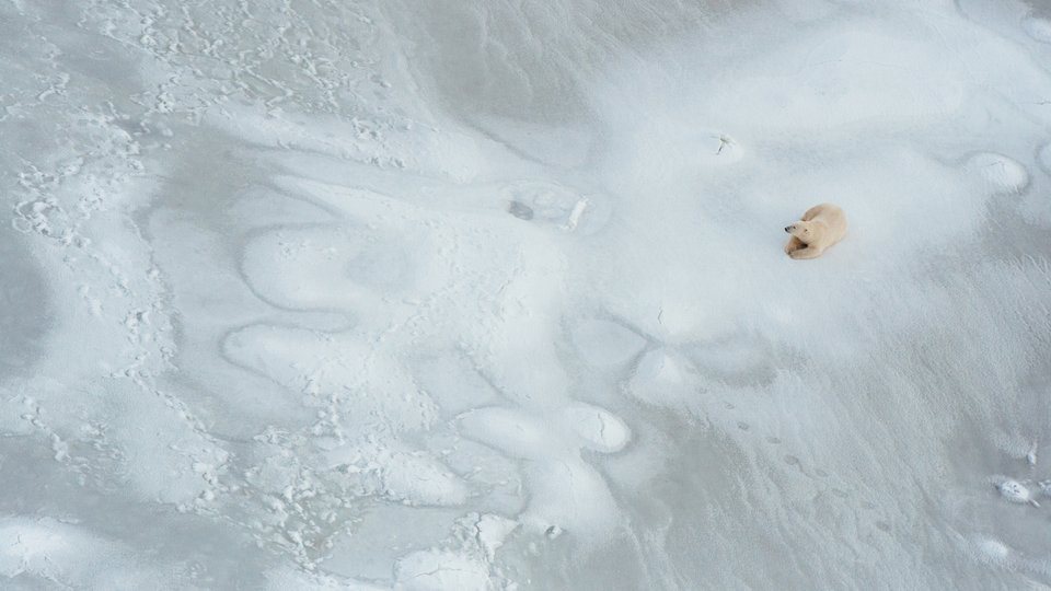 Aerial color photo of polar bear lying on ice in large landscape