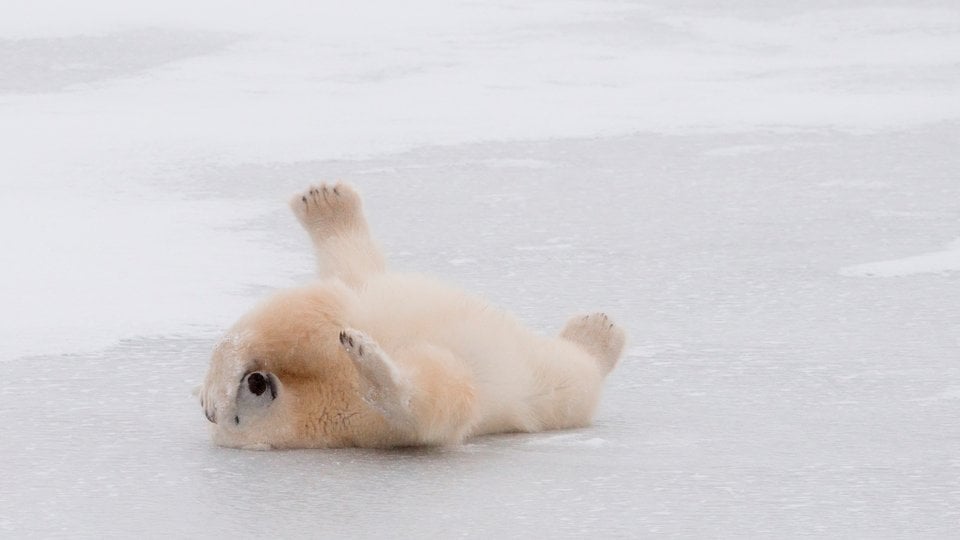 A lone polar bear lying on its back on ice.