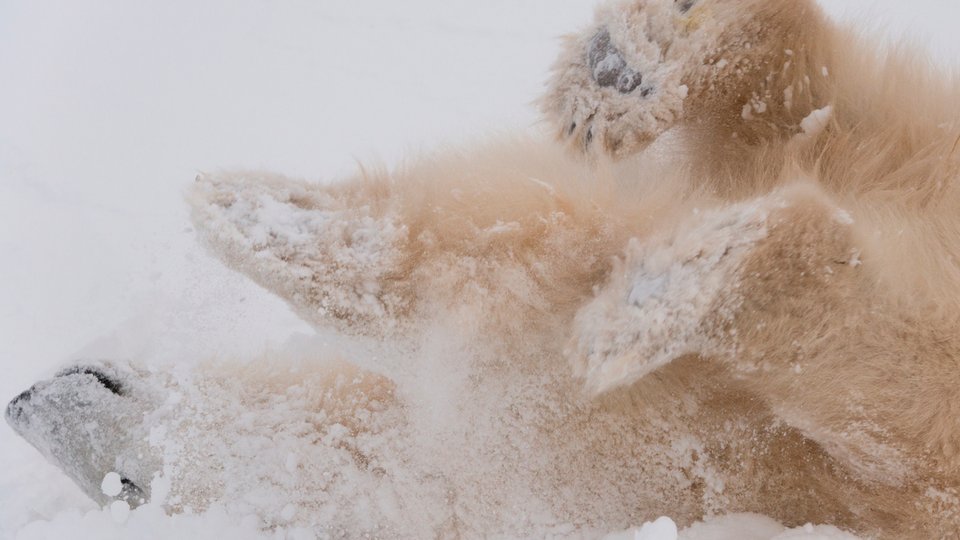 A single polar bear rolls in the snow with its feet in the air.