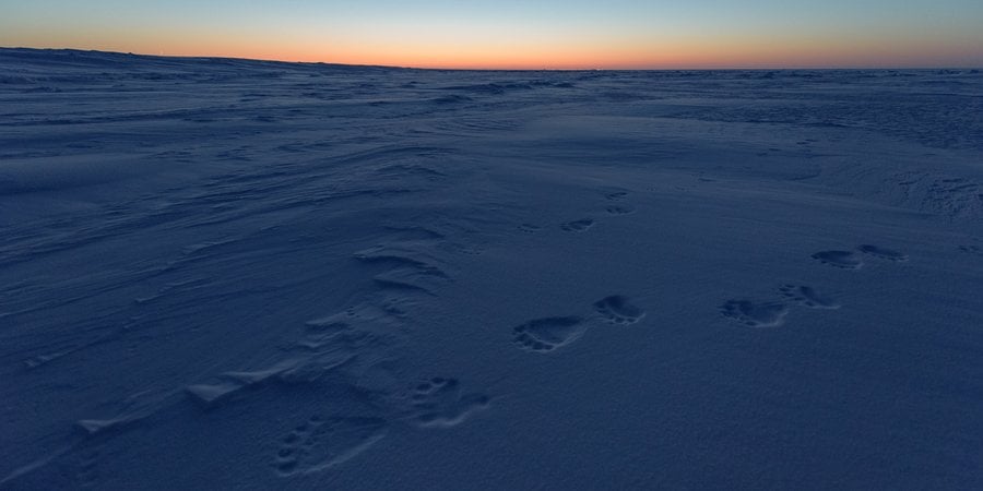 A color photo showing polar bear tracks in a snowy landscape, a sunset on the horizon