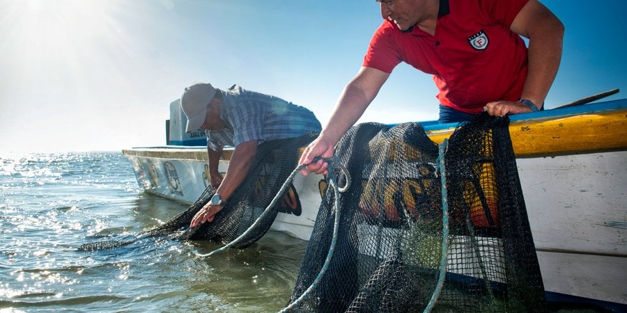 Two men lean over the edge of their boat to pull in fishing nets