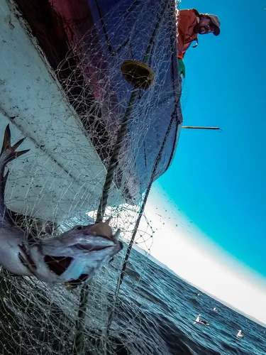 A photo showing the side of a boat with fishing nets and a large silver fish with the sea in the background.