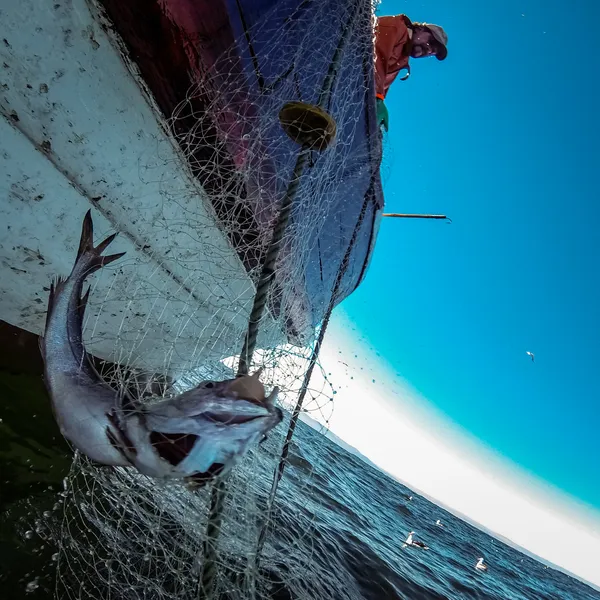 A photo showing the side of a boat with fishing nets and a large silver fish with the sea in the background.