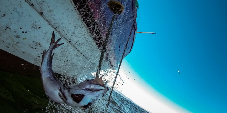 A photo showing the side of a boat with fishing nets and a large silver fish with the sea in the background.