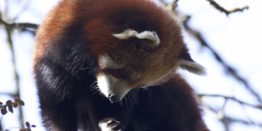 red panda inspects its paw in treetop in Bhutan