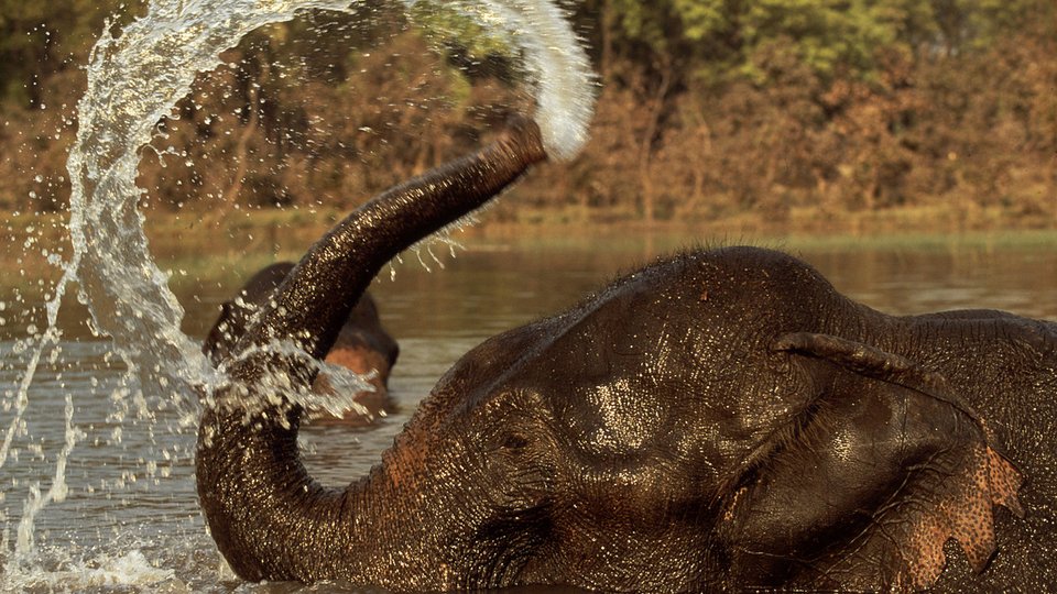 an elephant in a river splashing water from its trunk