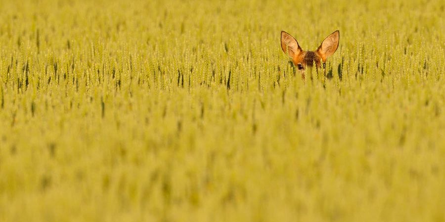 A deer peering up from a wheat field