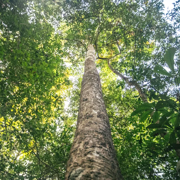 view from below rubber trees in Amazonas, Brazil