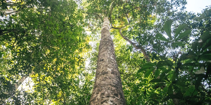 view from below rubber trees in Amazonas, Brazil