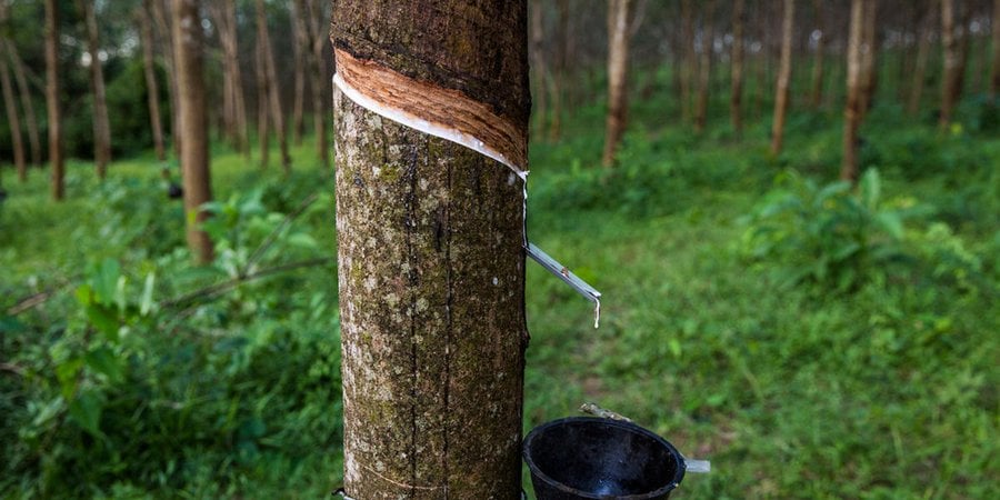 rubber being tapped from a tree