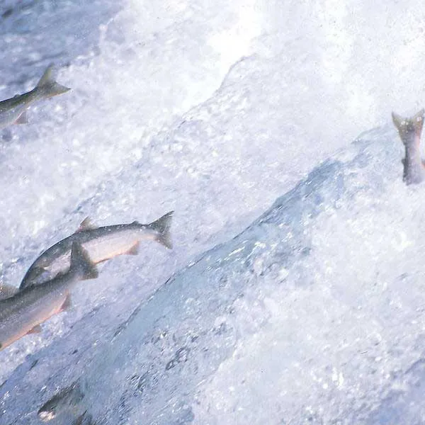 Silvery salmon jumping out of rushing white water.