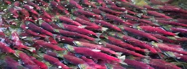 A school of pale red salmon swimming upstream.