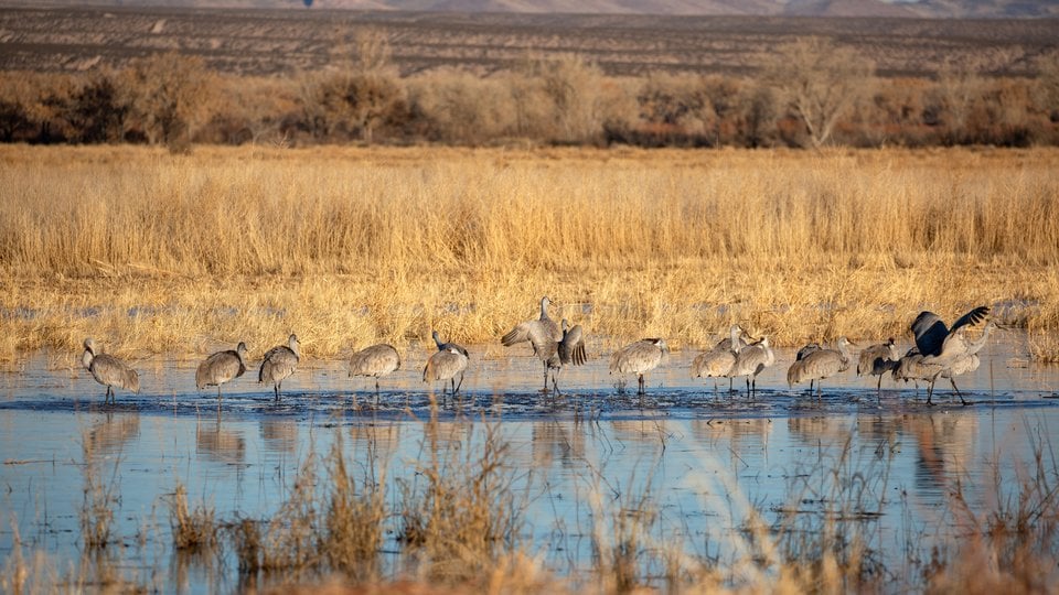 sandhill cranes gather in a wetland's tall grasses