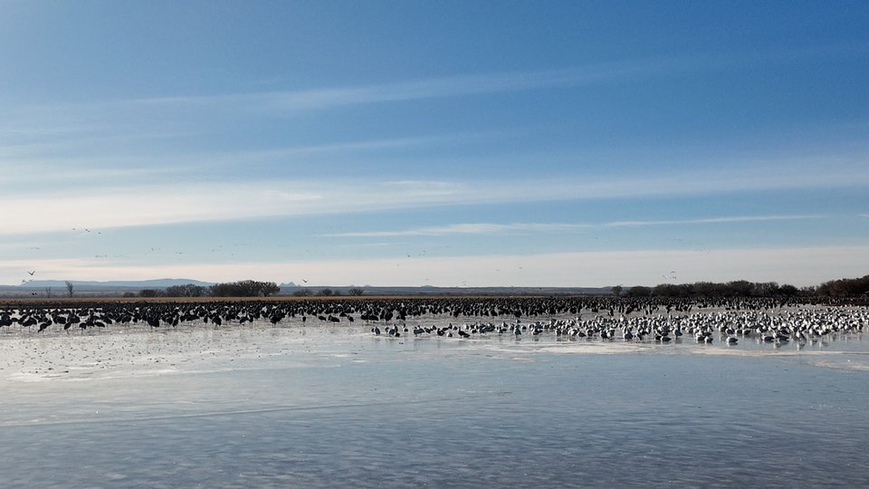 A large flock of birds at the river bank
