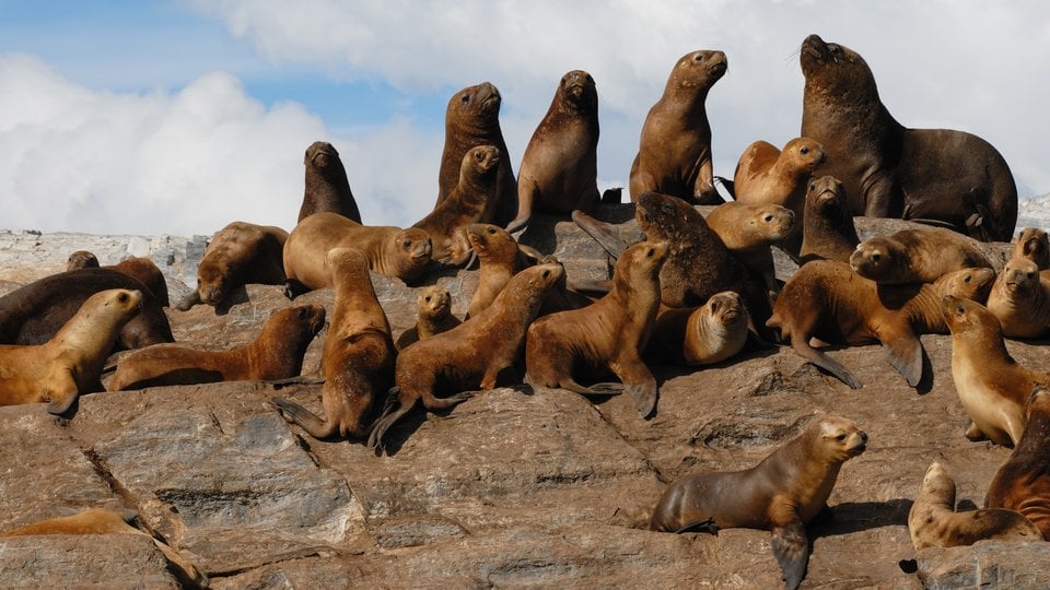 Many sea lions gathered on a large rock