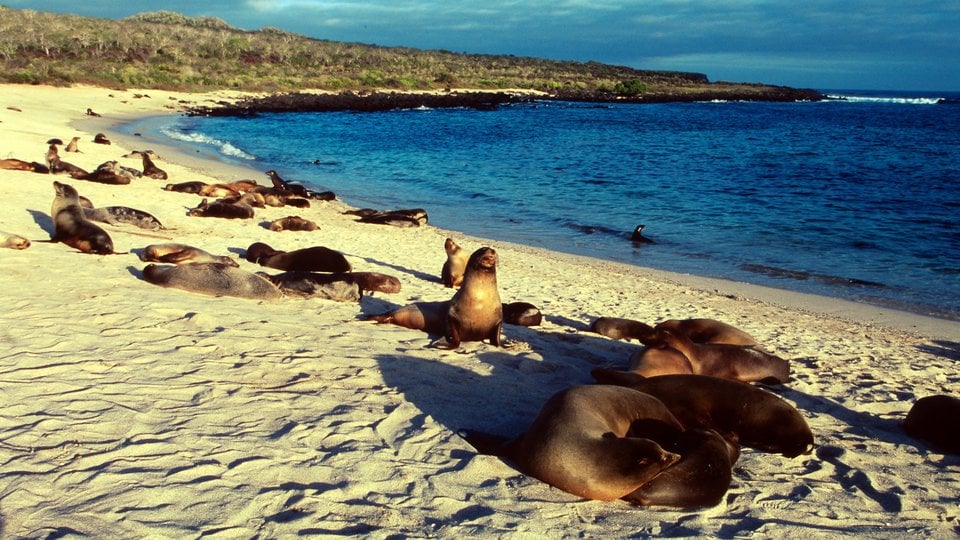 Sea lions gathered on a sandy beach near blue ocean