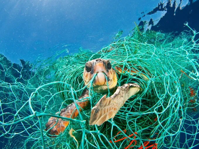 sea turtle and net WW24369 Jordi Chias