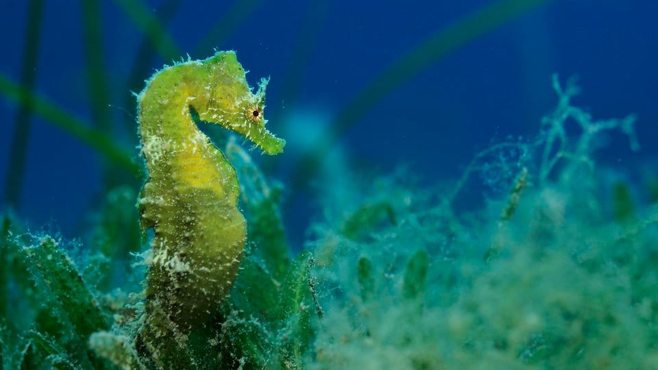 A chartreuse sea horse in an underwater photo with green grasses and blue water in the background.