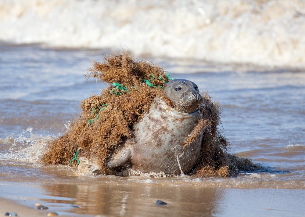 Ghost Fishing Gear: Ocean's Silent Killer | WWF