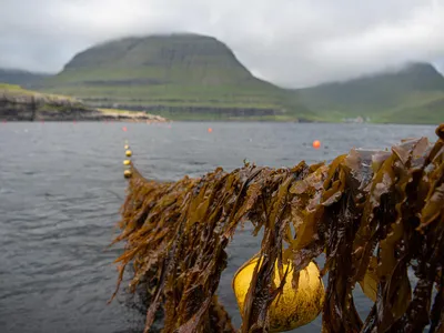 seaweed line over water in front of mountains