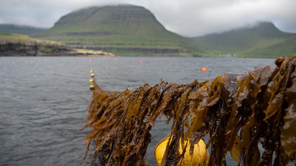 seaweed line over water in front of mountains