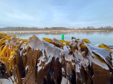 close up of skinny kelp at seaweed farm on the coast of Maine