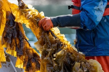 A human torso on the right holding seaweed in Alaska