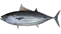 Illustration of a skipjack tuna