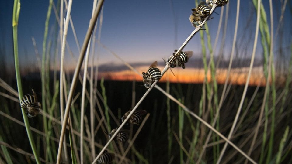 Night shot of several bees clinging to tall grass and sleeping