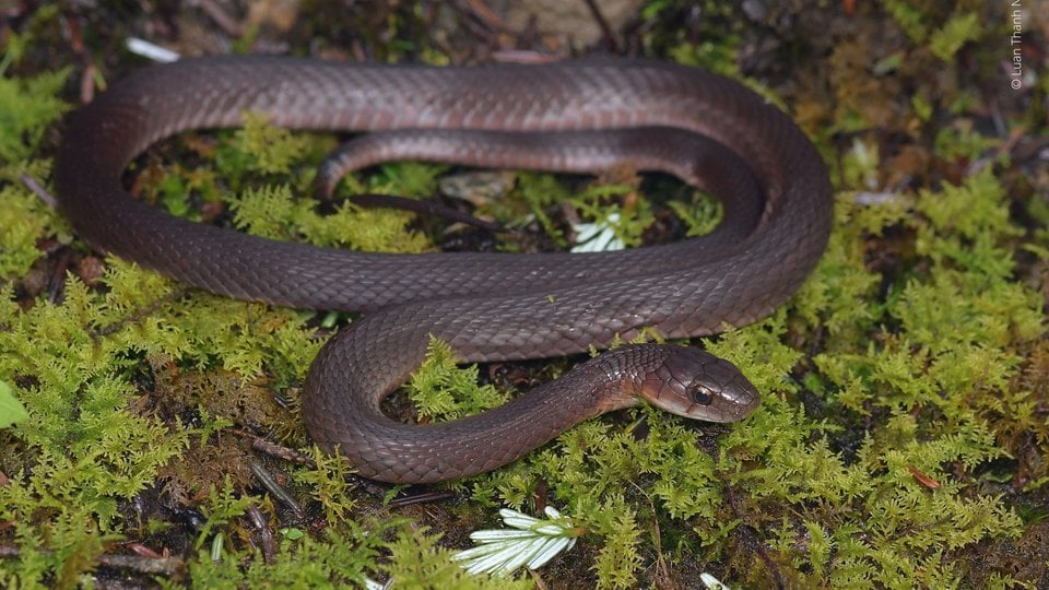 A medium sized snake slithers on some moss. The scales are greyish brown.