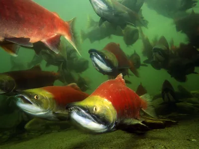 Red and green Sockeye salmon under water.