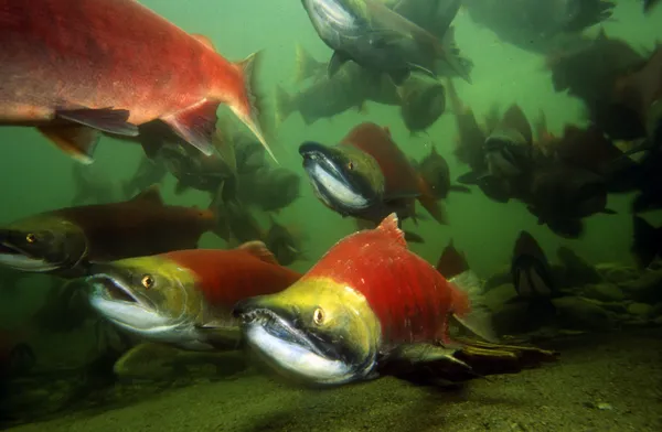 Red and green Sockeye salmon under water.