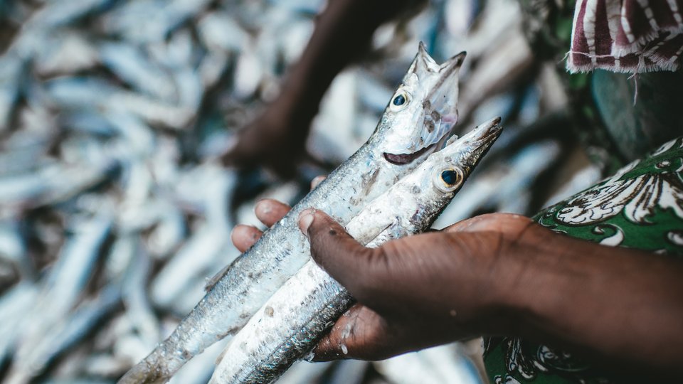 A woman sorts through fish for selling. Mafia Island, Tanzania.