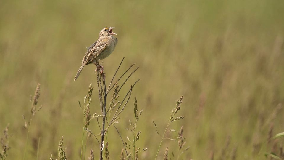Grasshopper Sparrow in the prairie