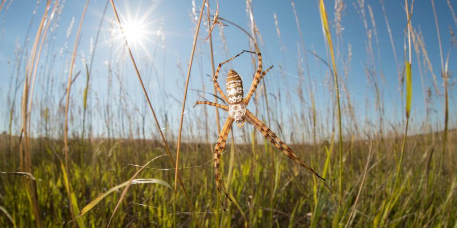 Close up of Silver Argiope spiders in a grassland habitat