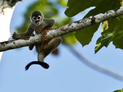 Squirrel monkey peers down from branch of tree