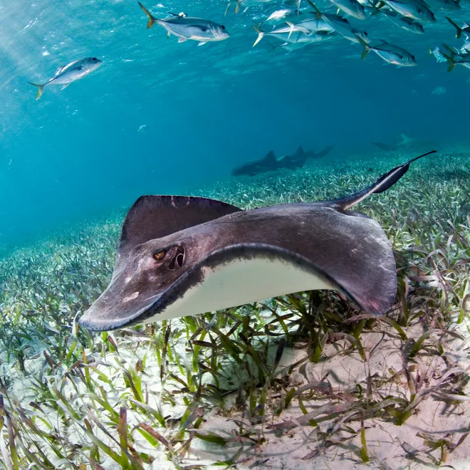 A sting ray, nurse shark and jacks in the ocean in Belize.