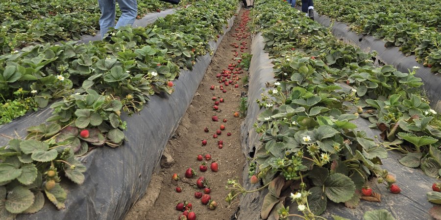 People picking strawberries through rows of strawberries at a pick-your-own farm.