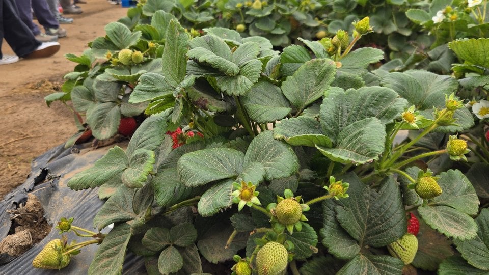 close up of strawberry plant with people in background