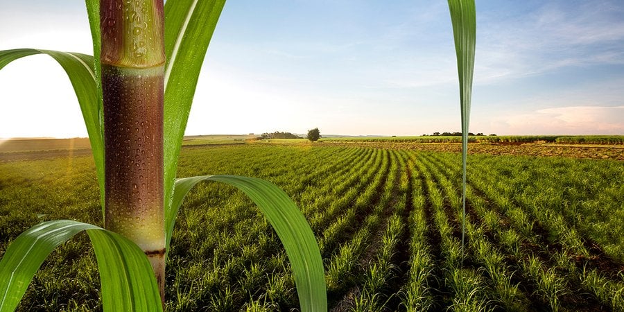 a tall stalk of sugarcane with a sugarcane field in the background