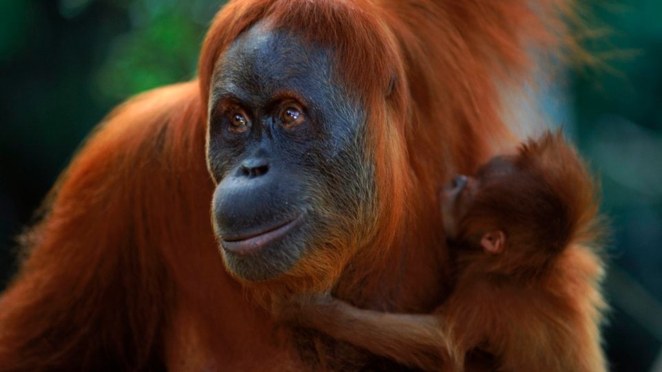 A close up of a baby orangutan clinging to an adult orangutan, both with reddish brown fur