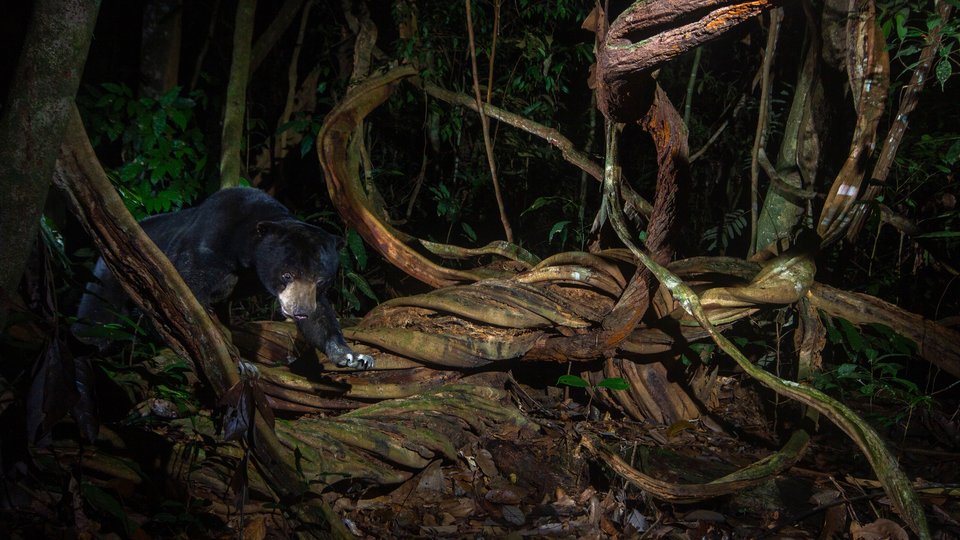 A sun bear climbs over twisted tree roots in Royal Belum State Park, Malaysia
