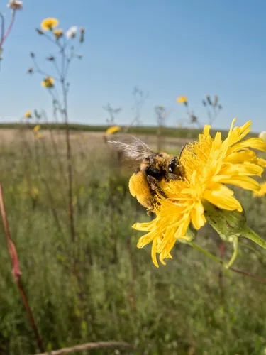 A sunflower bee pollinates a yellow flower