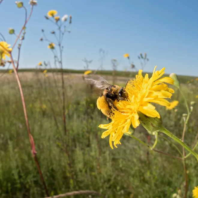 A sunflower bee pollinates a yellow flower
