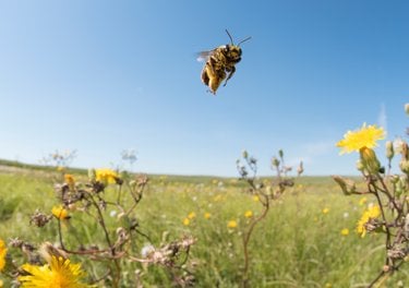 Sunflower bee hovers over flowering plants in grasslands of South Dakota