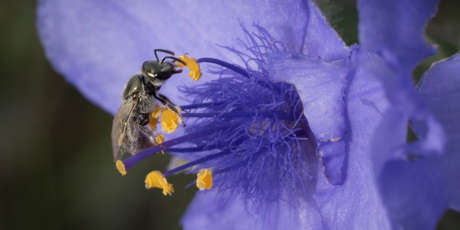Close up of sweat bea visiting a prairie spiderwort flower in grasslands of Nebraska