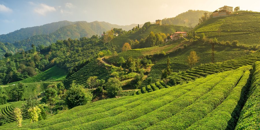 rows of tea plants on a farm with hills and trees in the background