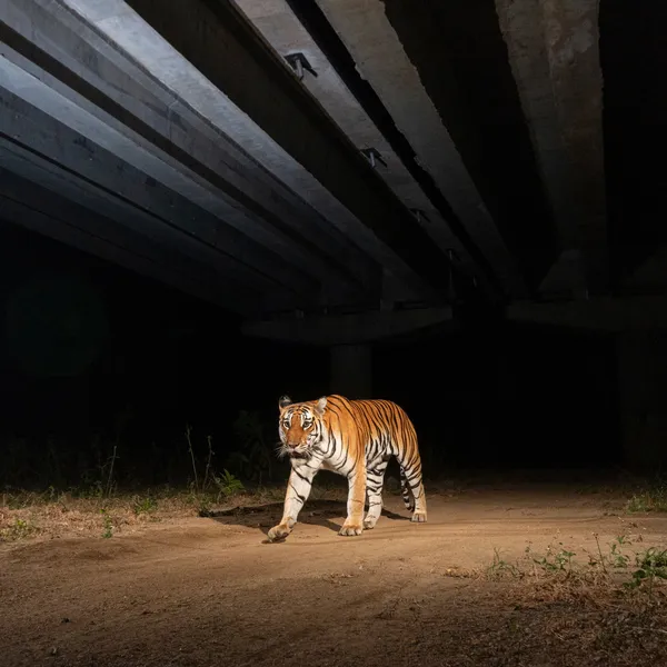 In darkness, tiger walks down NH-44, the National Highway, the longest highway in India
